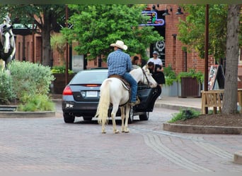 American Quarter Horse, Gelding, 5 years, 13 hh, Overo-all-colors