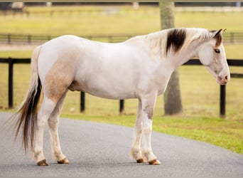 American Quarter Horse Mix, Gelding, 5 years, 13,2 hh, Pinto