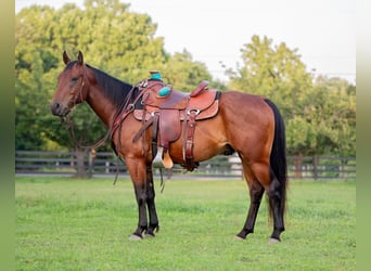 American Quarter Horse, Gelding, 5 years, 14.1 hh, Bay