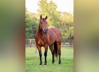 American Quarter Horse, Gelding, 5 years, 14.1 hh, Bay