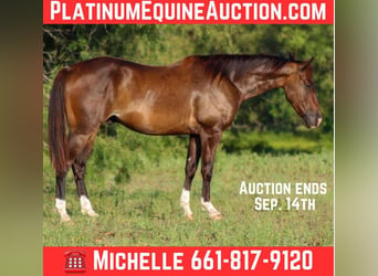 American Quarter Horse, Gelding, 5 years, 14.1 hh, Bay