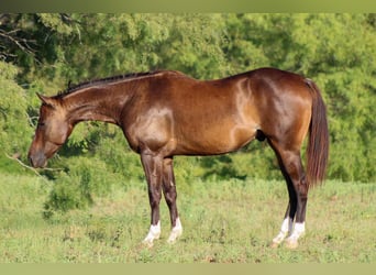 American Quarter Horse, Gelding, 5 years, 14.1 hh, Bay