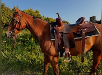 American Quarter Horse, Gelding, 5 years, 14.1 hh, Brown