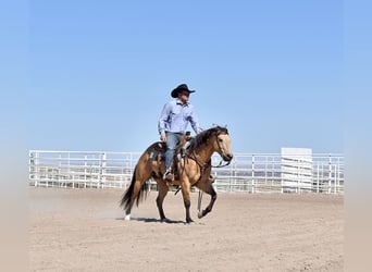 American Quarter Horse, Gelding, 5 years, 14.1 hh, Buckskin