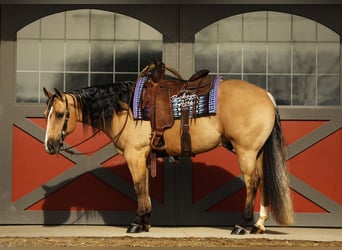 American Quarter Horse, Gelding, 5 years, 14.1 hh, Buckskin