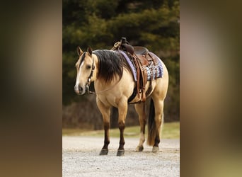 American Quarter Horse, Gelding, 5 years, 14.1 hh, Buckskin
