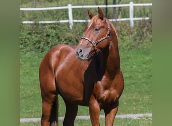 American Quarter Horse, Gelding, 5 years, 14.1 hh, Chestnut-Red