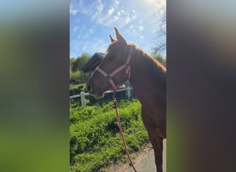 American Quarter Horse, Gelding, 5 years, 14.1 hh, Chestnut-Red