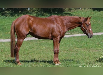 American Quarter Horse, Gelding, 5 years, 14.1 hh, Chestnut-Red