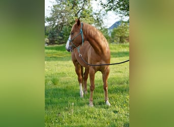 American Quarter Horse, Gelding, 5 years, 14.1 hh, Chestnut-Red