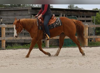 American Quarter Horse, Gelding, 5 years, 14.1 hh, Chestnut-Red