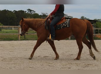 American Quarter Horse, Gelding, 5 years, 14.1 hh, Chestnut-Red