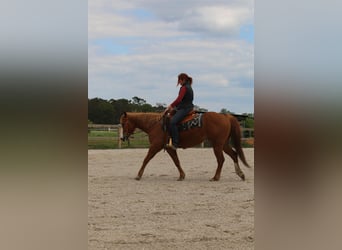 American Quarter Horse, Gelding, 5 years, 14.1 hh, Chestnut-Red