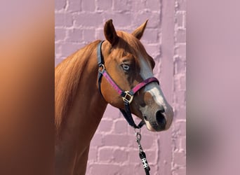 American Quarter Horse, Gelding, 5 years, 14.1 hh, Chestnut-Red