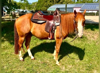 American Quarter Horse, Gelding, 5 years, 14.1 hh, Chestnut-Red
