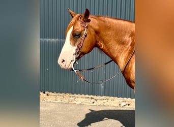 American Quarter Horse, Gelding, 5 years, 14.1 hh, Chestnut-Red