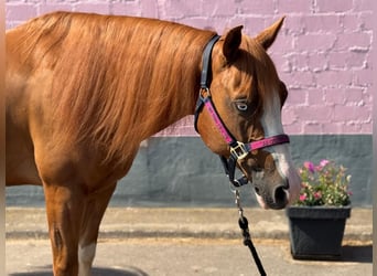 American Quarter Horse, Gelding, 5 years, 14.1 hh, Chestnut-Red