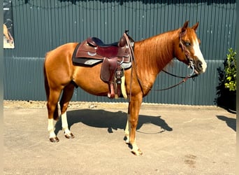 American Quarter Horse, Gelding, 5 years, 14.1 hh, Chestnut-Red