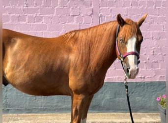 American Quarter Horse, Gelding, 5 years, 14.1 hh, Chestnut-Red