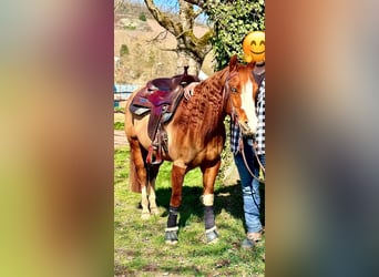 American Quarter Horse, Gelding, 5 years, 14.1 hh, Chestnut-Red