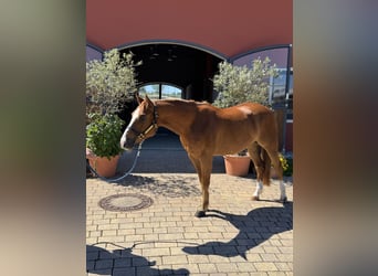 American Quarter Horse, Gelding, 5 years, 14.1 hh, Chestnut-Red
