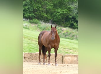 American Quarter Horse, Gelding, 5 years, 14.1 hh, Chestnut