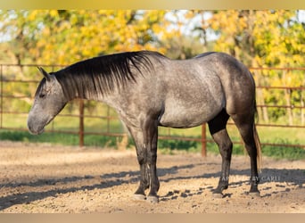 American Quarter Horse, Wallach, 5 Jahre, 14,1 hh, Schimmel