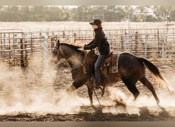 American Quarter Horse, Wallach, 5 Jahre, 14,1 hh, Schimmel