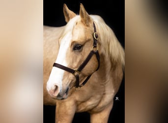 American Quarter Horse, Gelding, 5 years, 14,1 hh, Palomino