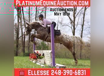 American Quarter Horse, Gelding, 5 years, 14.1 hh, Roan-Bay