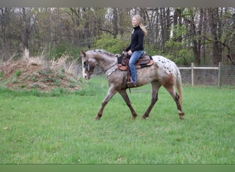 American Quarter Horse, Gelding, 5 years, 14.1 hh, Roan-Bay