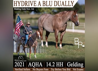American Quarter Horse, Gelding, 5 years, 14.1 hh, Roan-Red