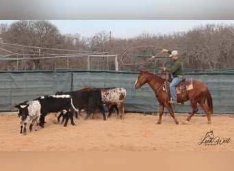 American Quarter Horse, Gelding, 5 years, 14.1 hh, Sorrel