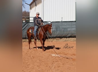 American Quarter Horse, Gelding, 5 years, 14.1 hh, Sorrel