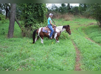 American Quarter Horse, Gelding, 5 years, 14.1 hh, Tobiano-all-colors