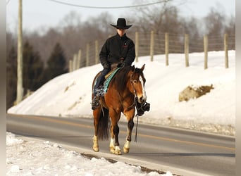 American Quarter Horse Mix, Gelding, 5 years, 14.2 hh, Bay