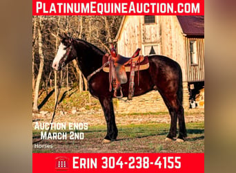 American Quarter Horse, Gelding, 5 years, 14,2 hh, Black