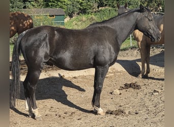 American Quarter Horse, Gelding, 5 years, 14.2 hh, Black