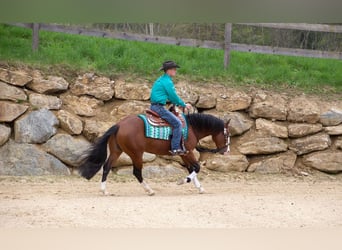 American Quarter Horse, Gelding, 5 years, 14.2 hh, Brown
