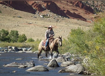 American Quarter Horse, Gelding, 5 years, 14.2 hh, Buckskin