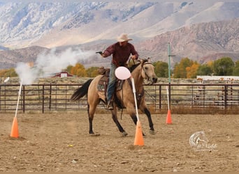 American Quarter Horse, Gelding, 5 years, 14.2 hh, Buckskin