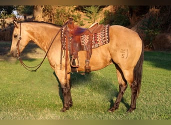 American Quarter Horse, Gelding, 5 years, 14,2 hh, Buckskin