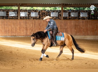 American Quarter Horse, Gelding, 5 years, 14,2 hh, Buckskin