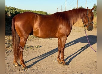 American Quarter Horse, Gelding, 5 years, 14.2 hh, Chestnut