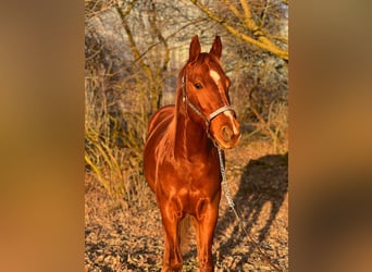 American Quarter Horse, Gelding, 5 years, 14,2 hh, Chestnut-Red