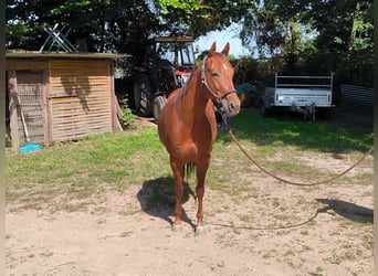 American Quarter Horse, Gelding, 5 years, 14,2 hh, Chestnut-Red