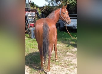 American Quarter Horse, Gelding, 5 years, 14,2 hh, Chestnut-Red