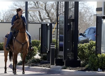 American Quarter Horse, Gelding, 5 years, 14,2 hh, Dun