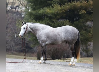 American Quarter Horse, Gelding, 5 years, 14,2 hh, Gray-Dapple