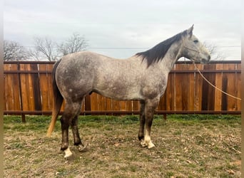 American Quarter Horse, Gelding, 5 years, 14,2 hh, Gray